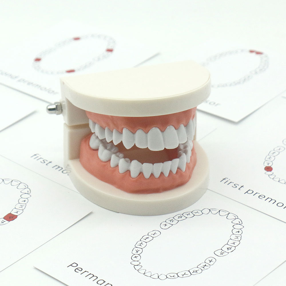 Tooth recognition model & matching card