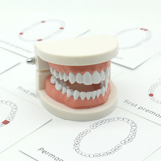 Tooth recognition model & matching card