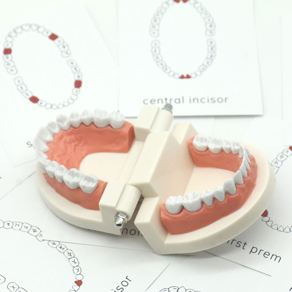 Tooth recognition model & matching card