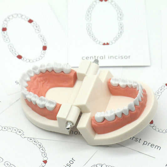 Tooth recognition model & matching card